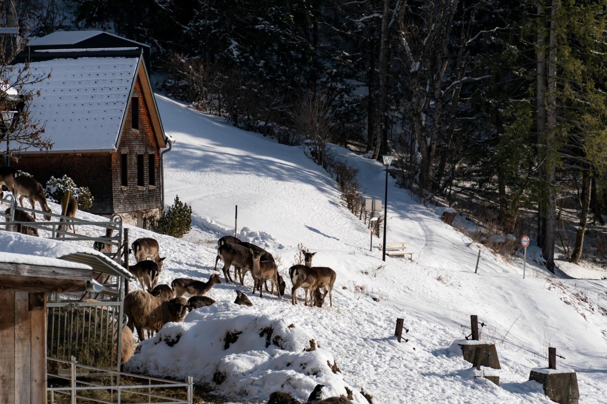 Peterhof Chalets Batschuns 外观 照片